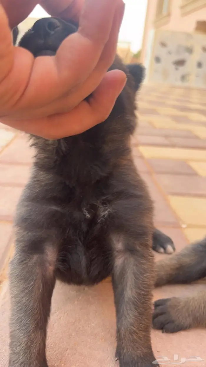 مالينوا ( للتلقيح ) 5