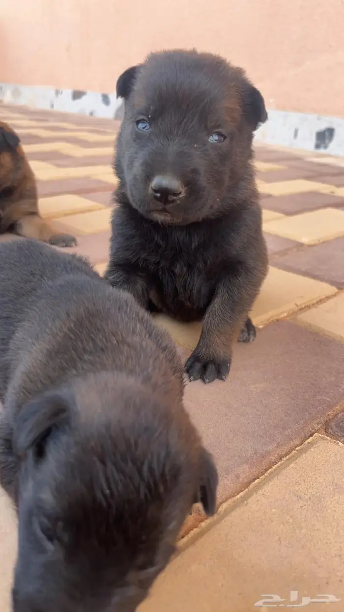 مالينوا ( للتلقيح ) 6