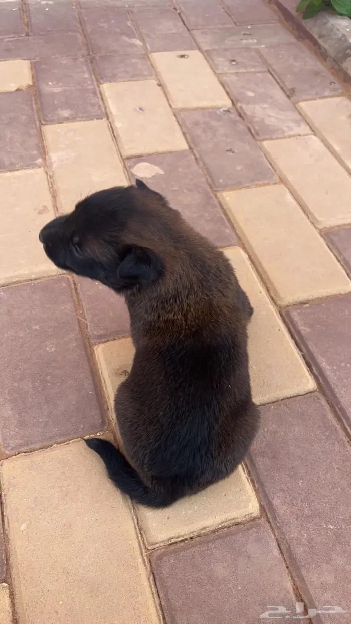 مالينوا ( للتلقيح ) 10