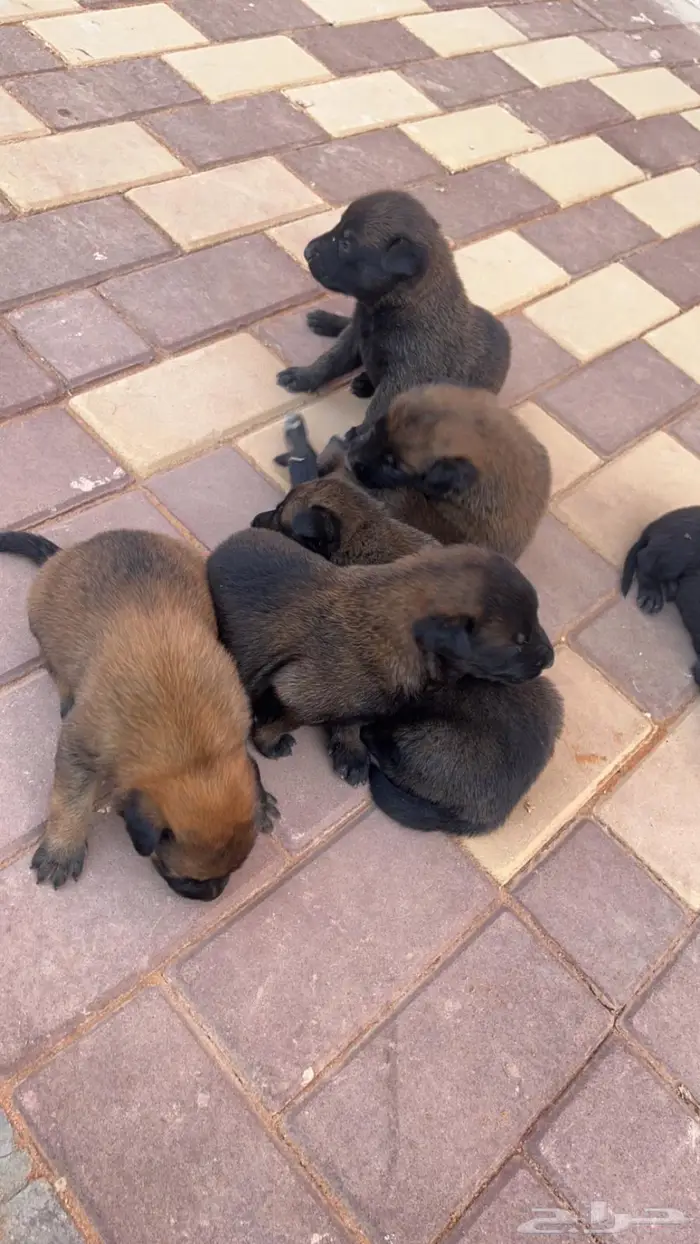 مالينوا ( للتلقيح ) 9