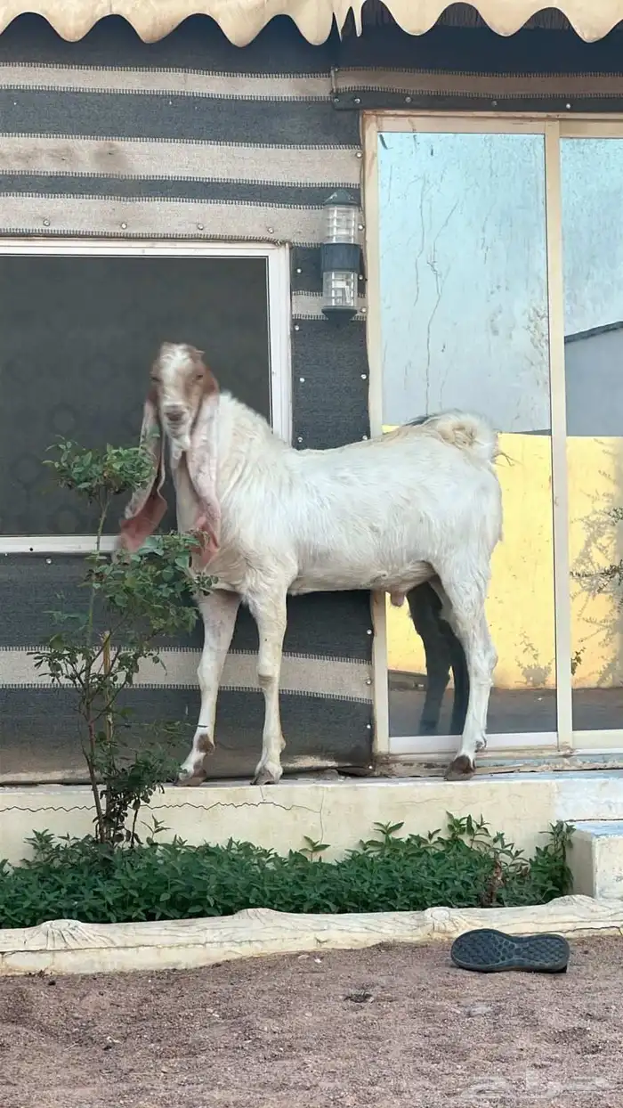 جذع حجازي العمر ثمان شهور 0