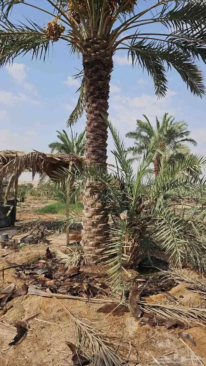 نقوم بتكريب النخيل وتنضيف وجراد وقلع وغرس وتحويض التواصل ( ر 6