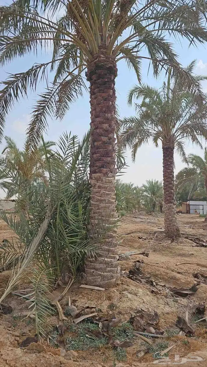 نقوم بتكريب النخيل وتنضيف وجراد وقلع وغرس وتحويض التواصل ( ر 7