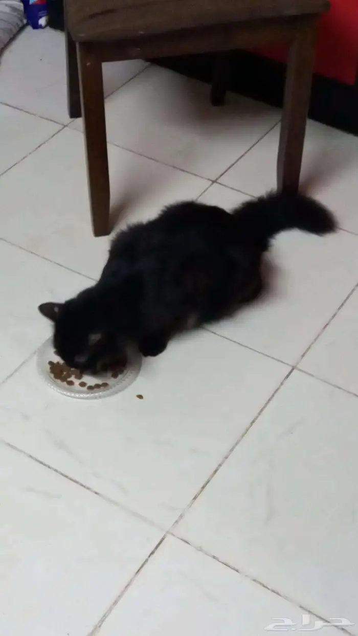 قط شيرازي جامبو معقم للتبني 0