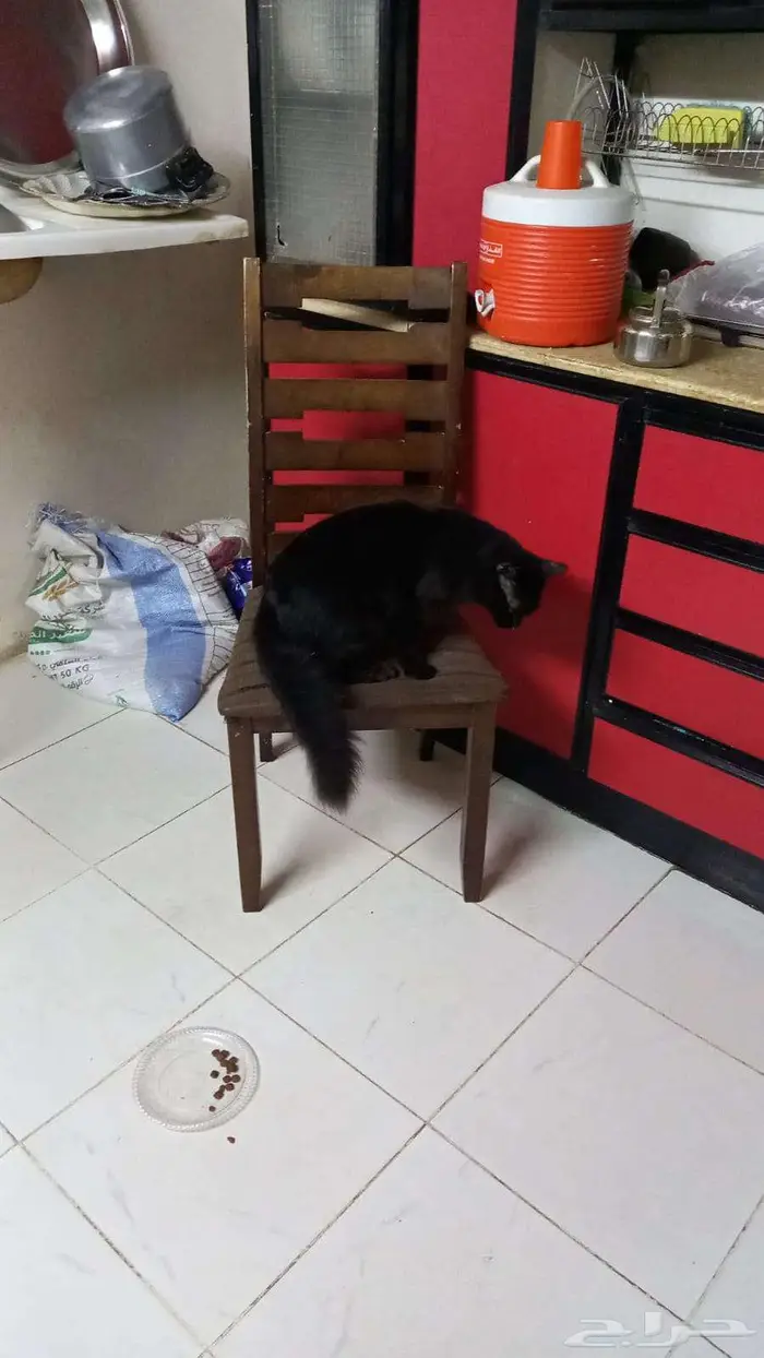 قط شيرازي جامبو معقم للتبني 1