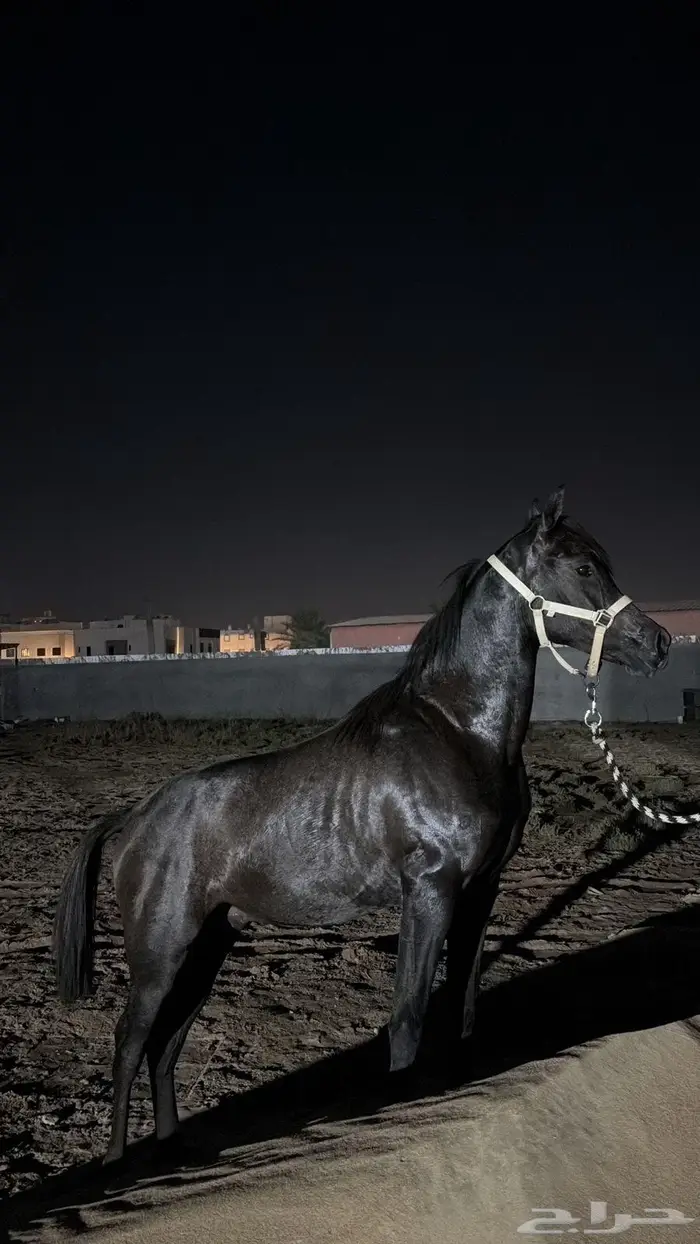 مهر شيخ 2