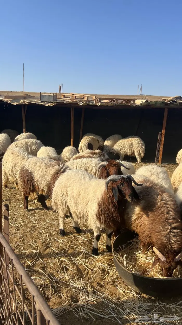 خرفان نعيم بلدي 0
