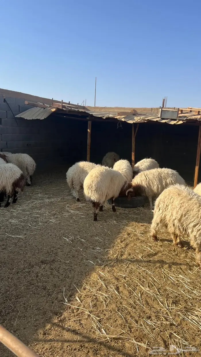 خرفان نعيم بلدي 3