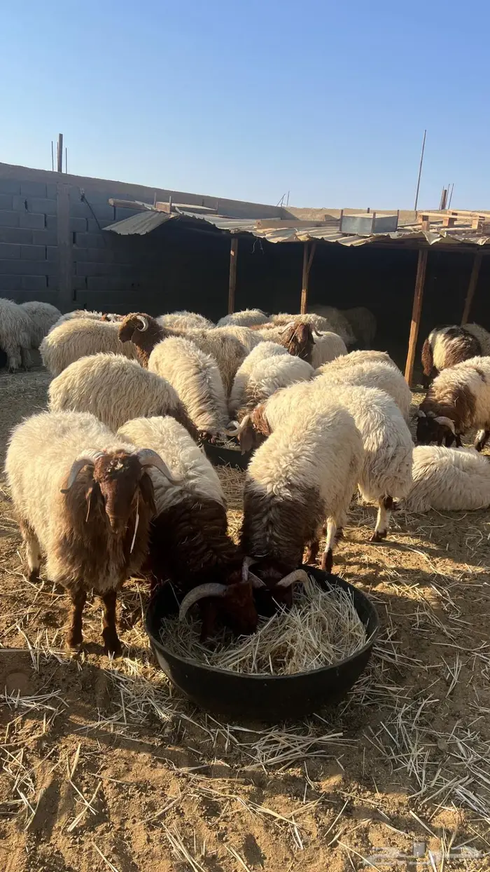 خرفان نعيم بلدي 2