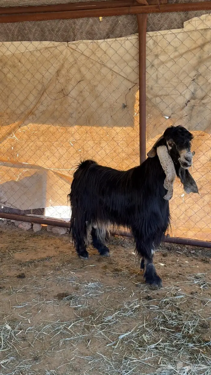 للبيع تيس عارضي فحل 6