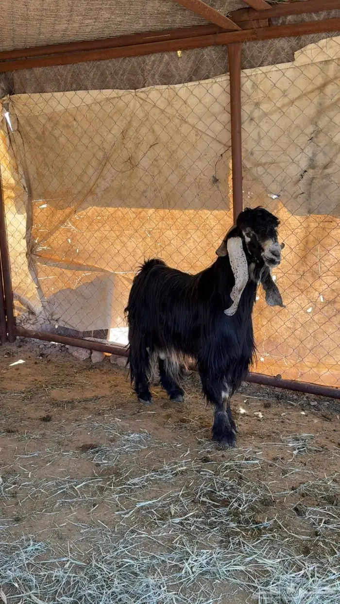 للبيع تيس عارضي فحل 5