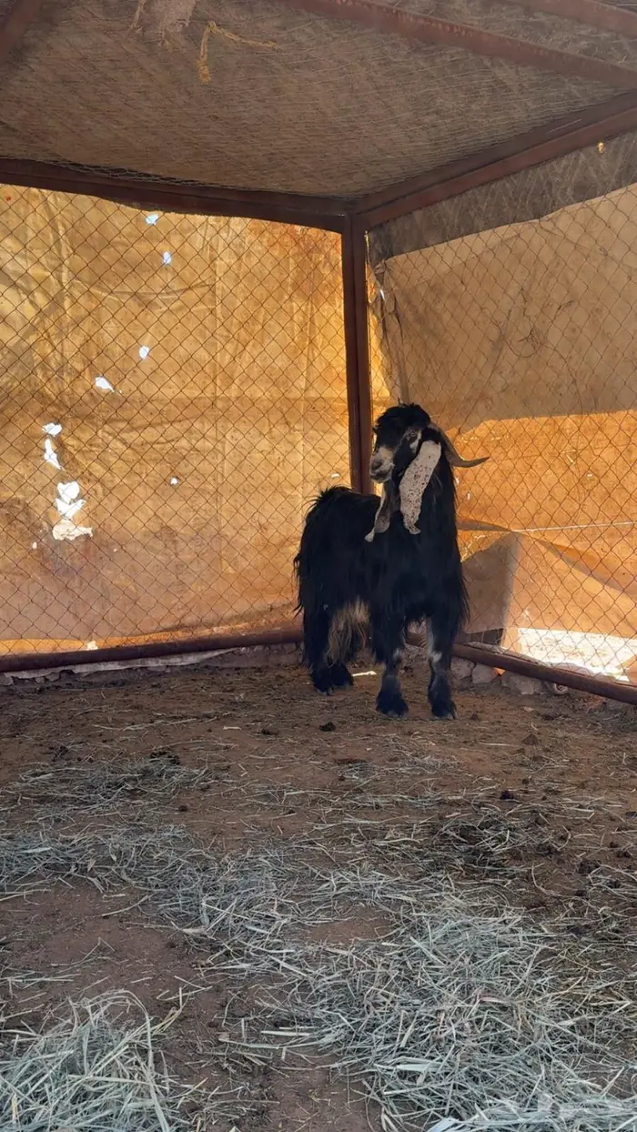 للبيع تيس عارضي فحل 4