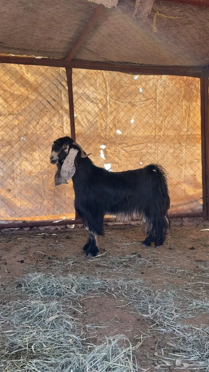 للبيع تيس عارضي فحل 0