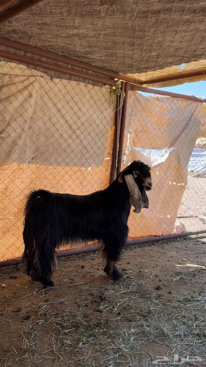 للبيع تيس عارضي فحل 1