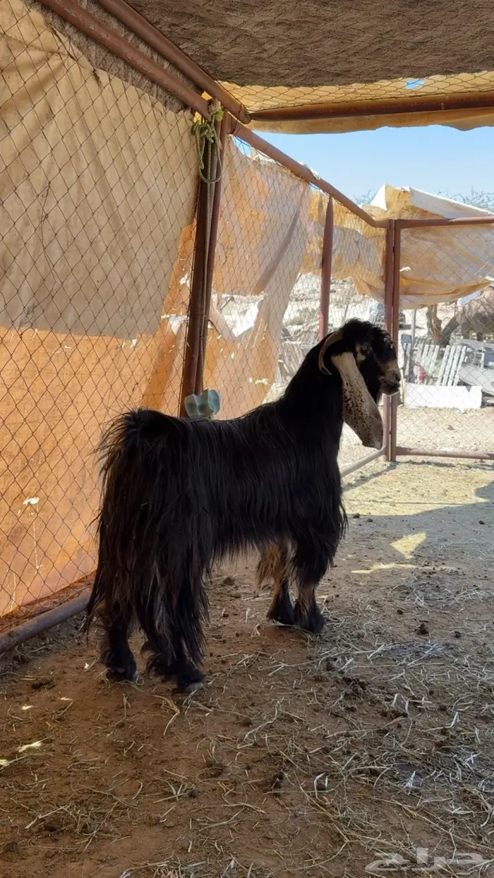 للبيع تيس عارضي فحل 2