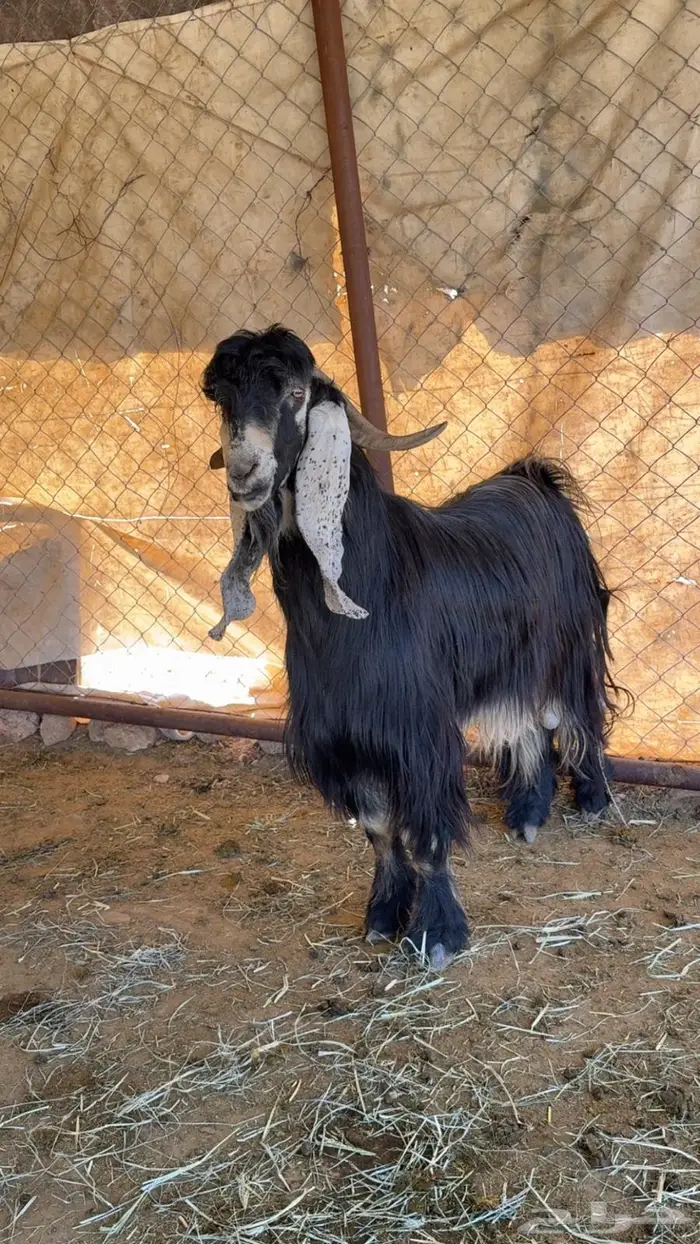 للبيع تيس عارضي فحل 3