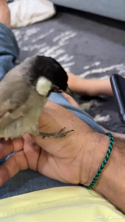 Imam Ali Street index