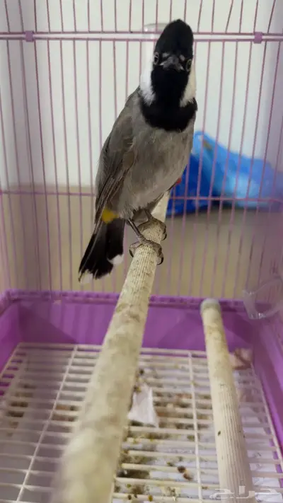 Imam Ali Street index