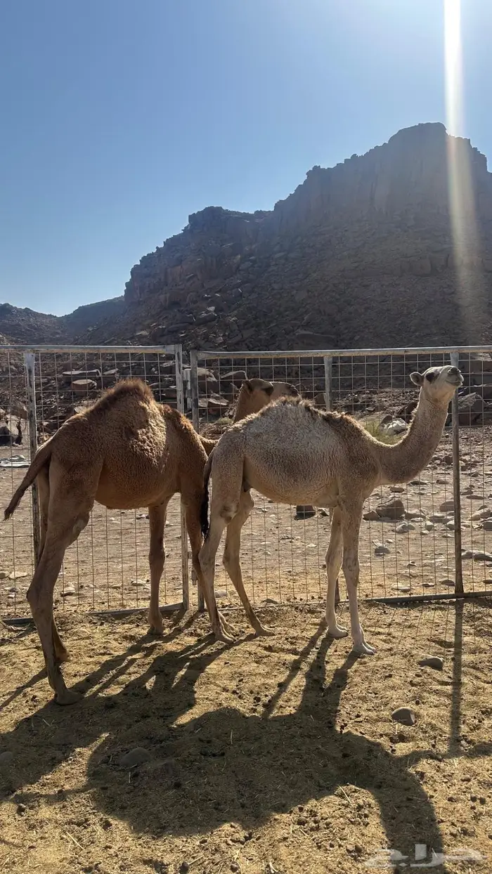 حشو للبيع 0