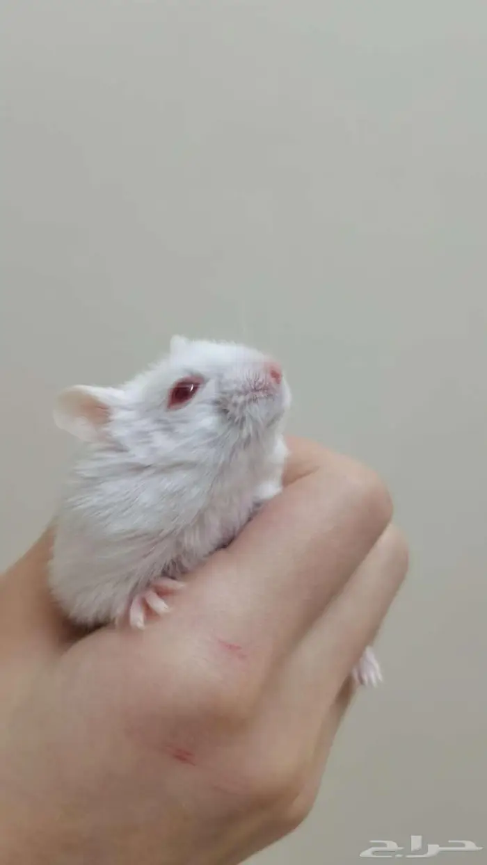 هامسترز نوع روسي بدون ملحقاتهم 1