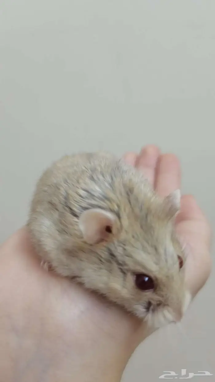 هامسترز نوع روسي بدون ملحقاتهم 2