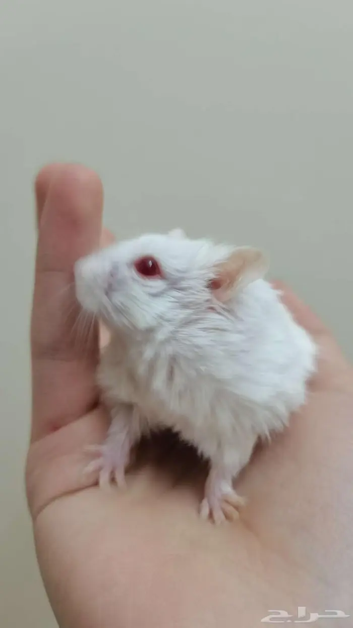 هامسترز نوع روسي بدون ملحقاتهم 0