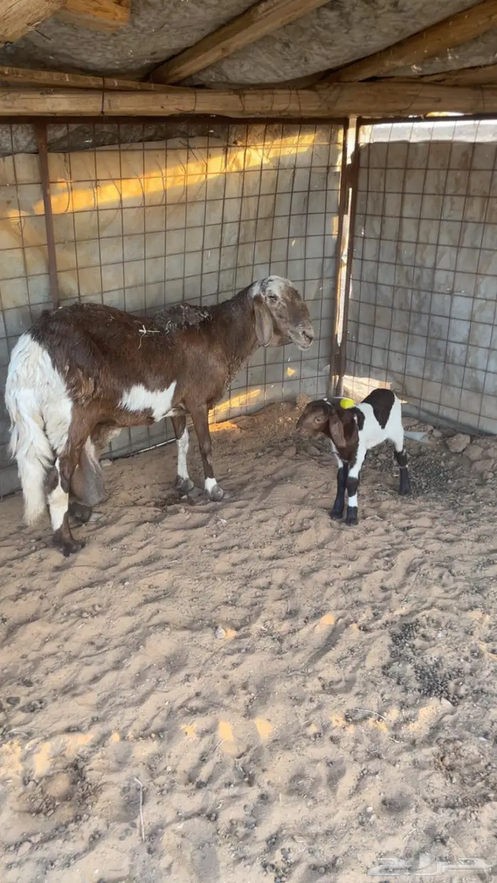 شاه سوكنيه والد 2