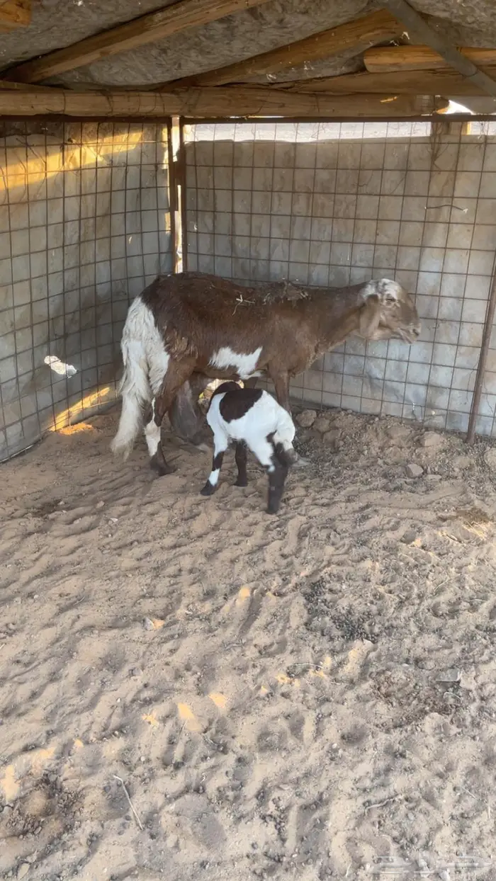 شاه سوكنيه والد 1