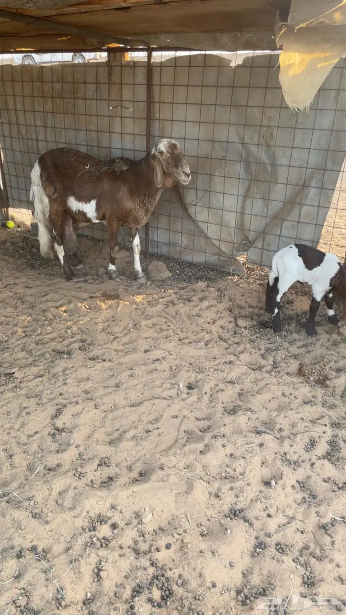 شاه سوكنيه والد 0