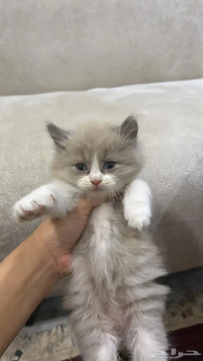قطط صغير للبيع 2