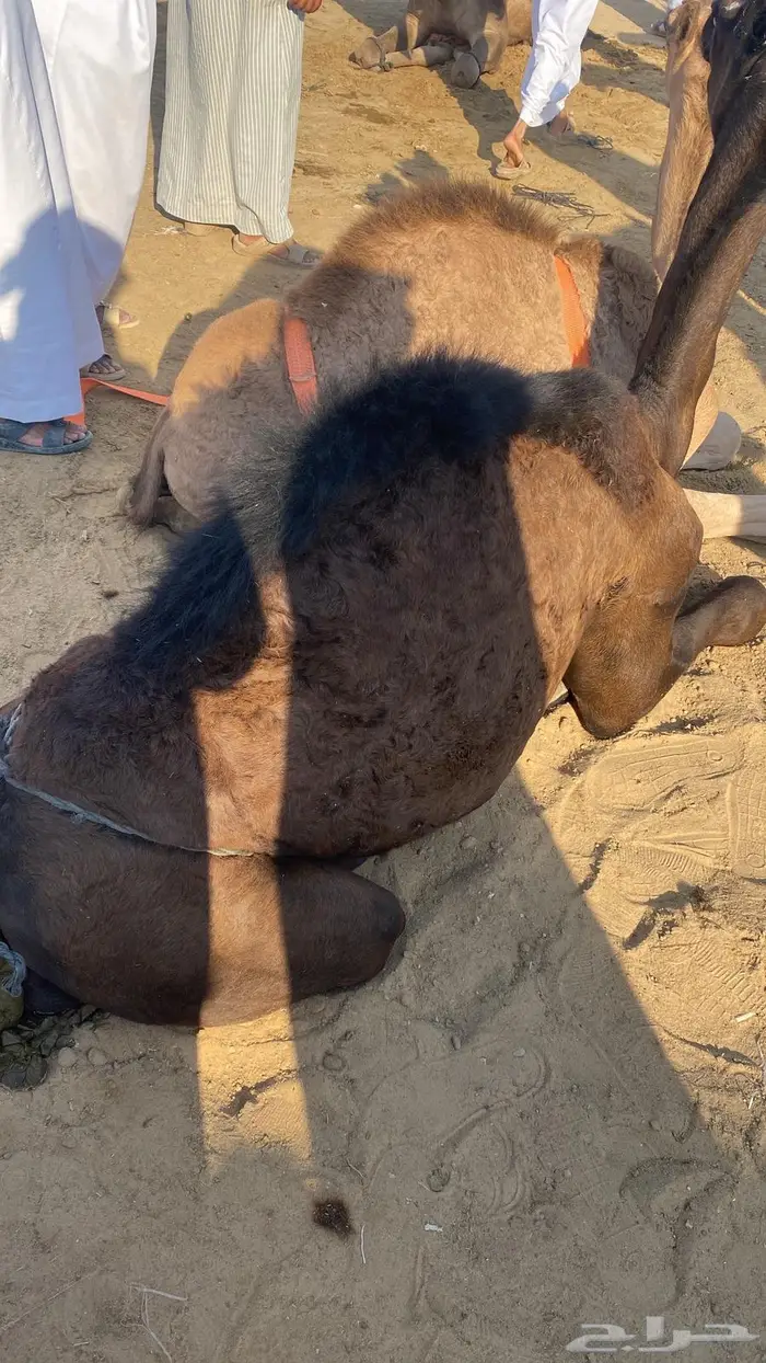 يوجد عندي حشو لبن اشترية واقطعه واوصله لك لباب البيت 0