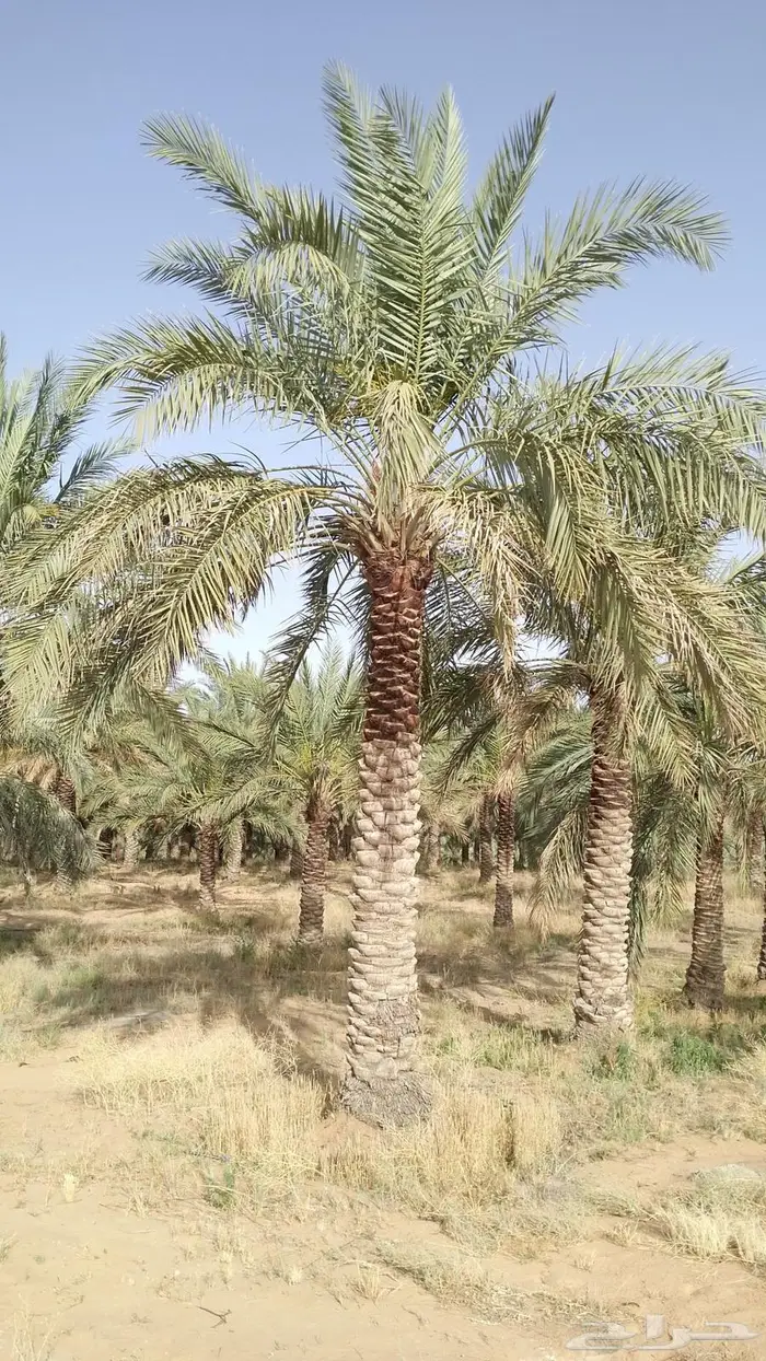 للبيع نخل عربي 3م - 7م 1