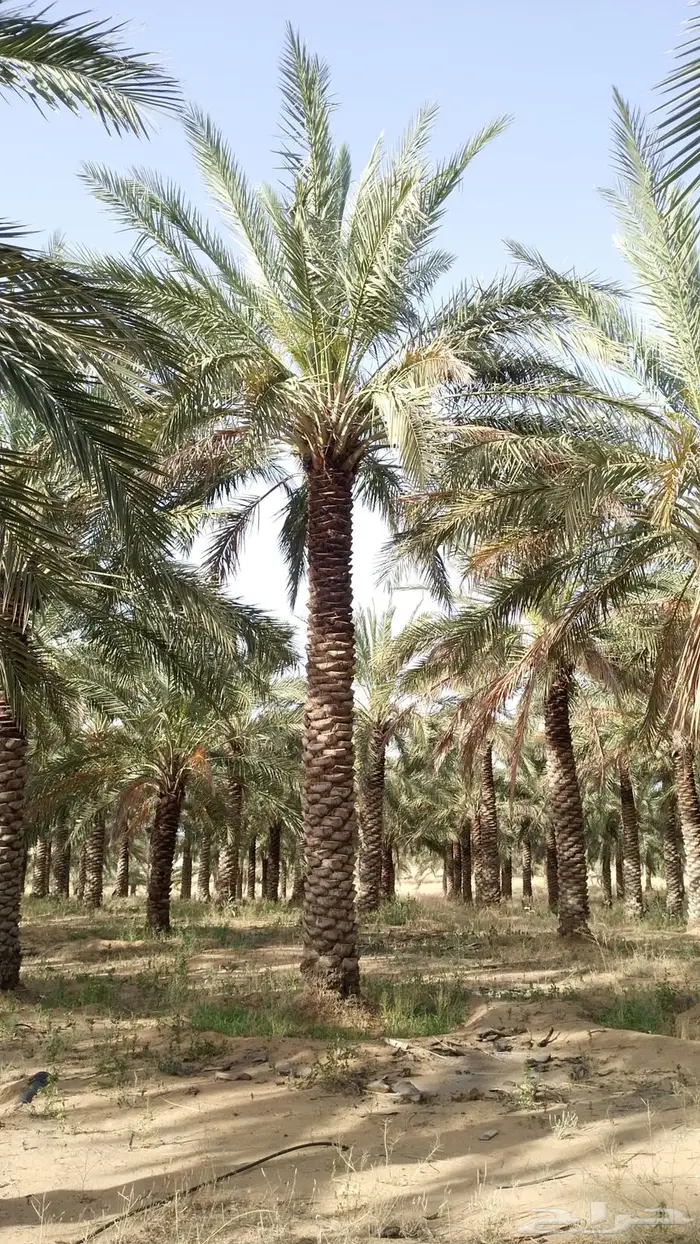 للبيع نخل عربي 3م - 7م 0