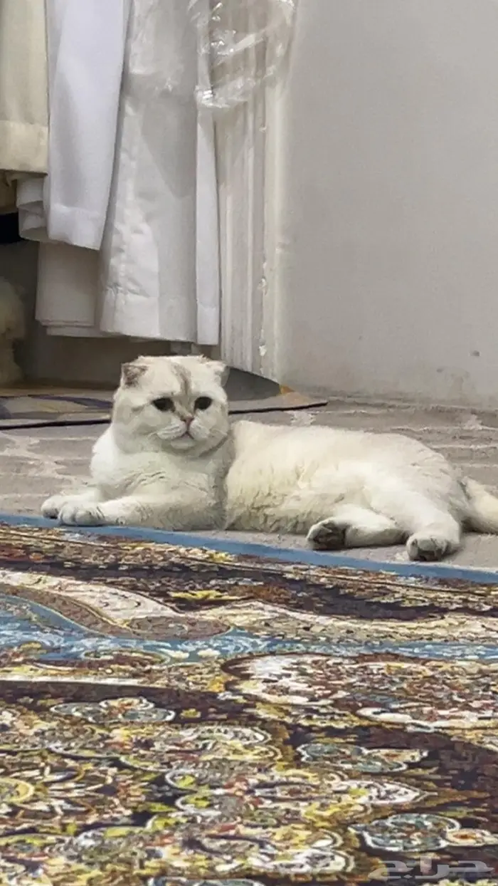 سكوتش فولد للتبني 0