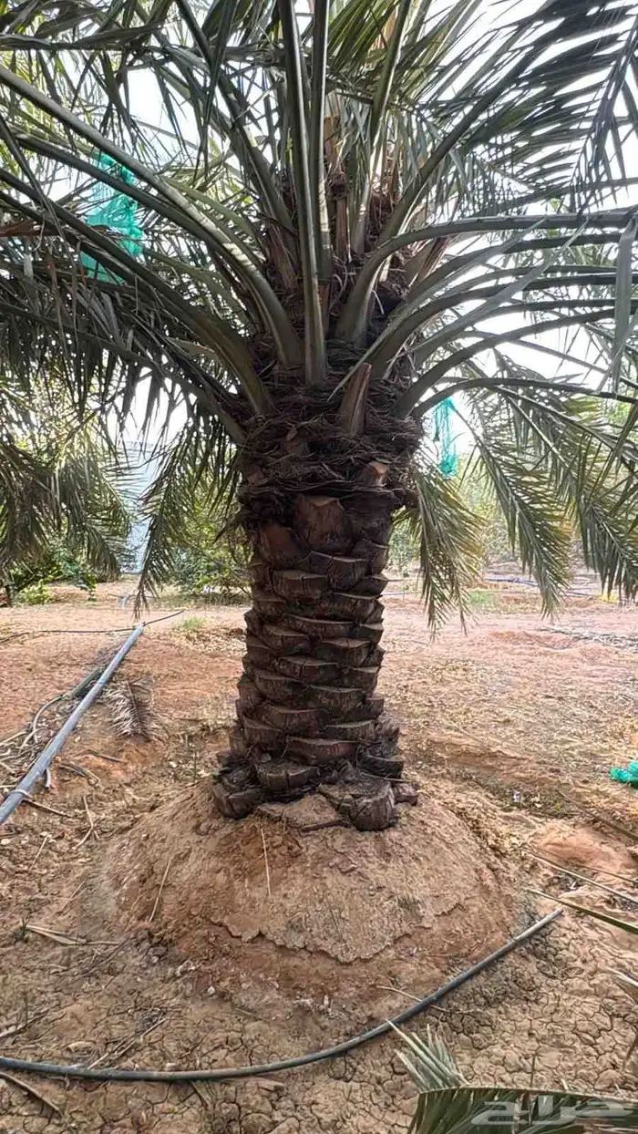 جثايث للبيع ونانه خلاص برحي صقعي مجدول سكري 3
