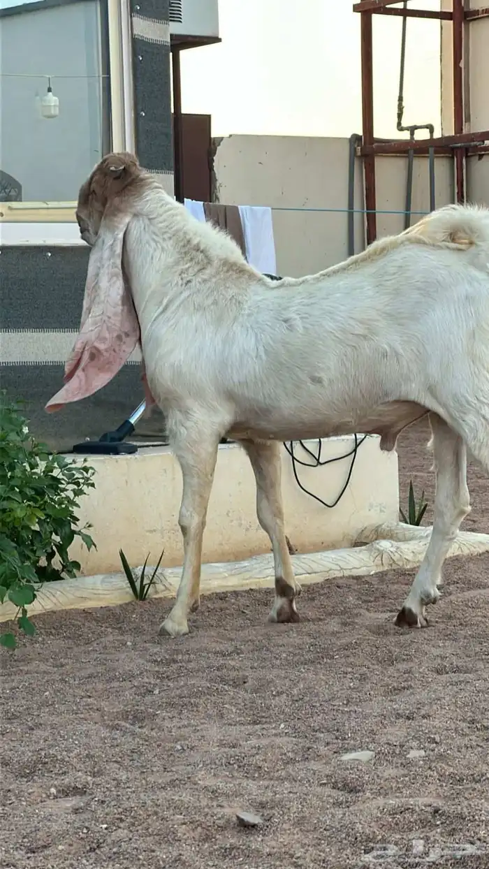 جذع حجازي العمر ثمان شهور 1