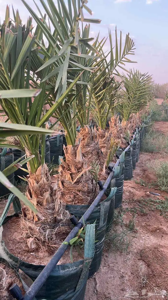 نقايل نبوت سلطان  صقعي مجذره نسبة النجاح 100 باذن الله 0