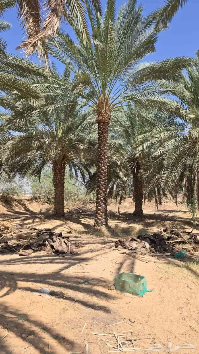 نقوم بتكريب النخيل وتنضيف وجراد وقلع وغرس وتحويض التواصل ( ر 3