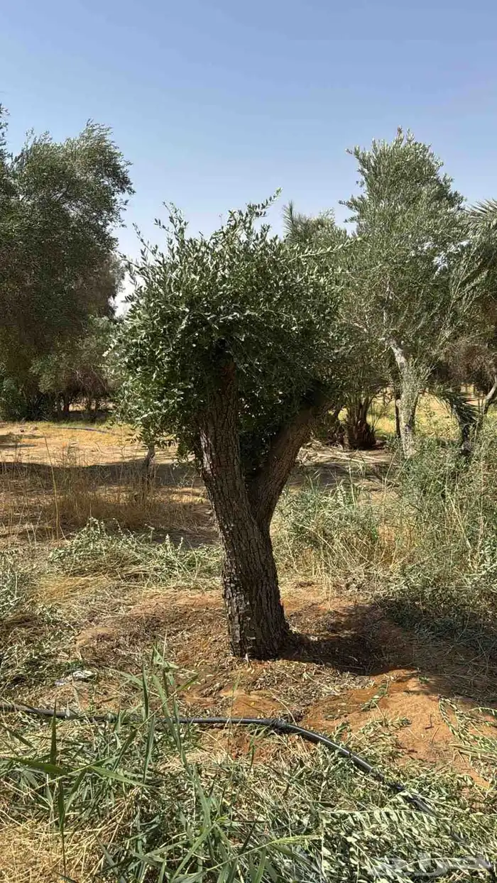 مقاول اشجار زيتون ونخل وشنطني وعربي بجميع انواعها 0