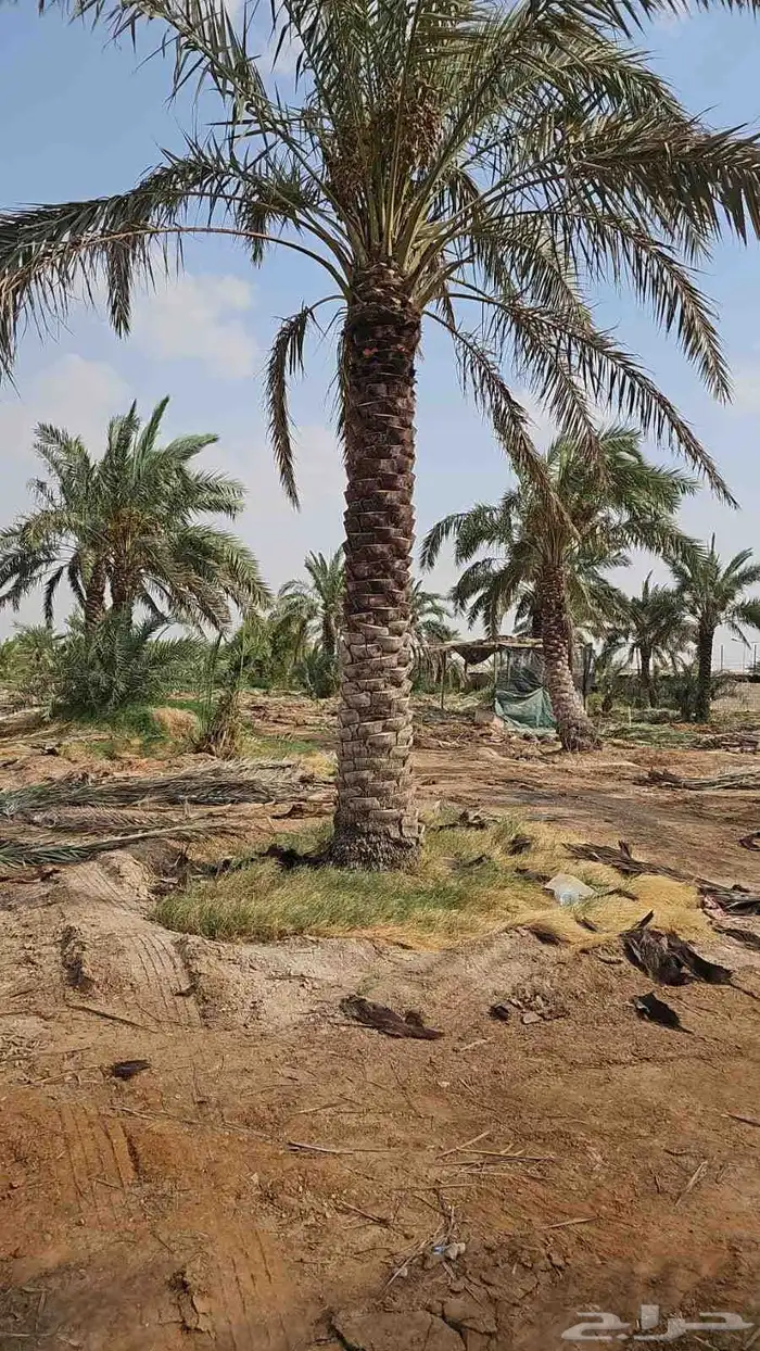 نقوم بتكريب النخيل وتنضيف وجراد وقلع وغرس وتحويض التواصل ( ر 8