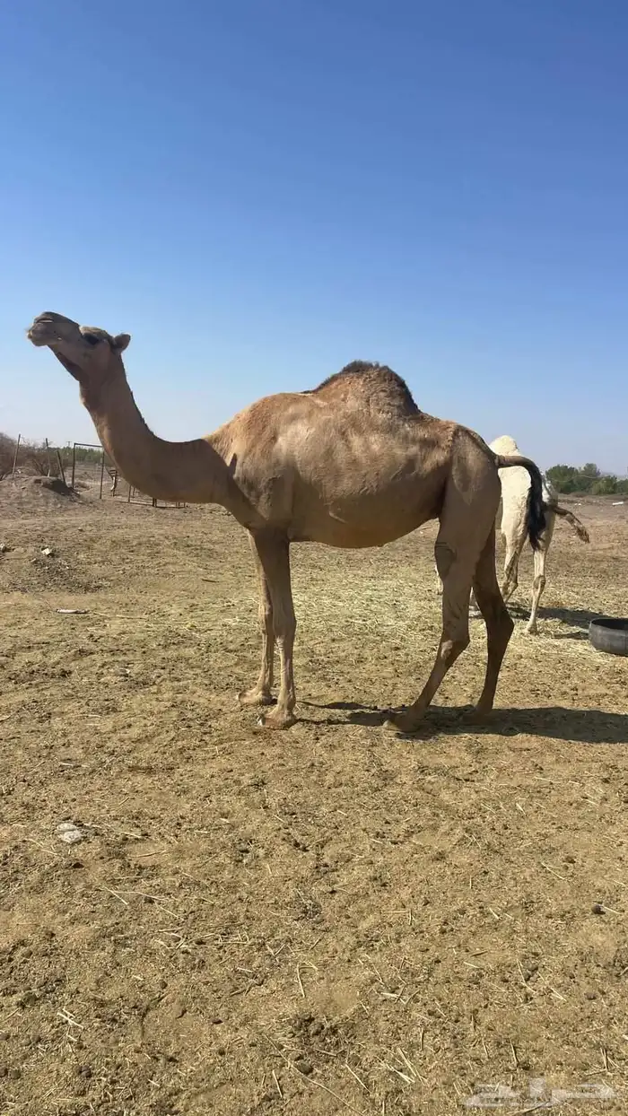 بكره حمراء ملاقي تلد الحد 7700 1