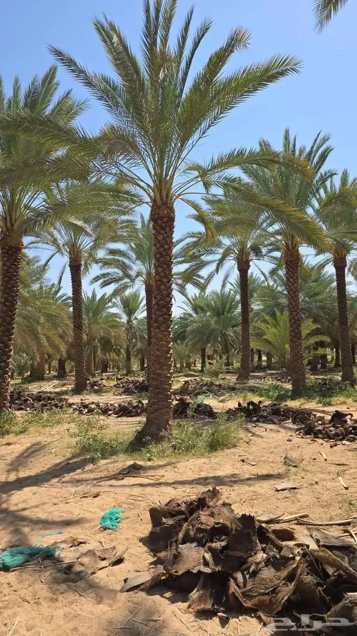 نقوم بتكريب النخيل وتنضيف وجراد وقلع وغرس وتحويض التواصل ( ر 4