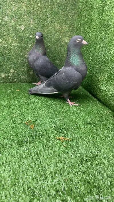 صنعاني صنعاوي index