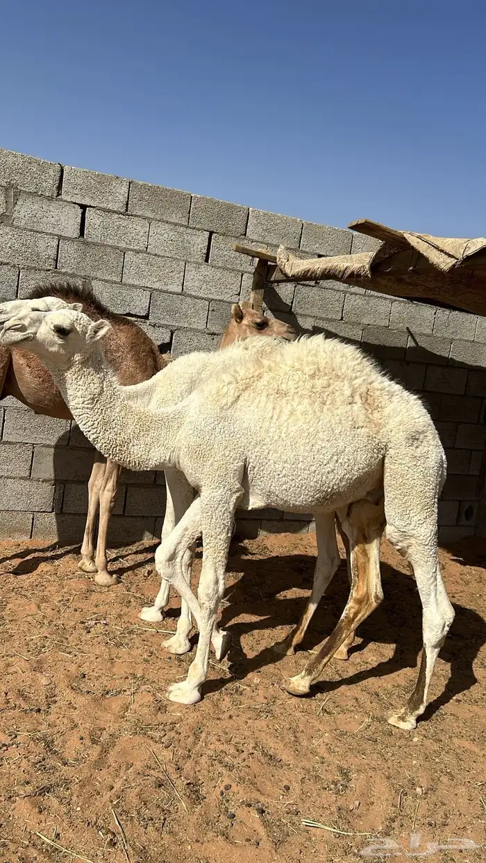 حشوان للبيع 4