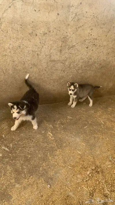 كلاب هاسكي index