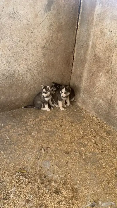 كلاب هاسكي index