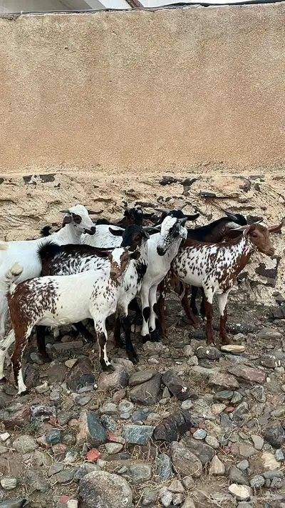 تيوس لباني سمان index