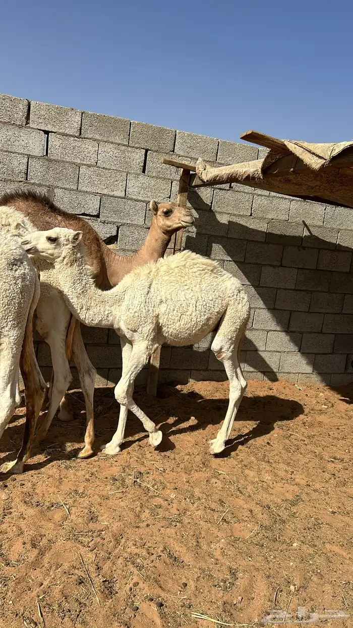 حشوان للبيع 3