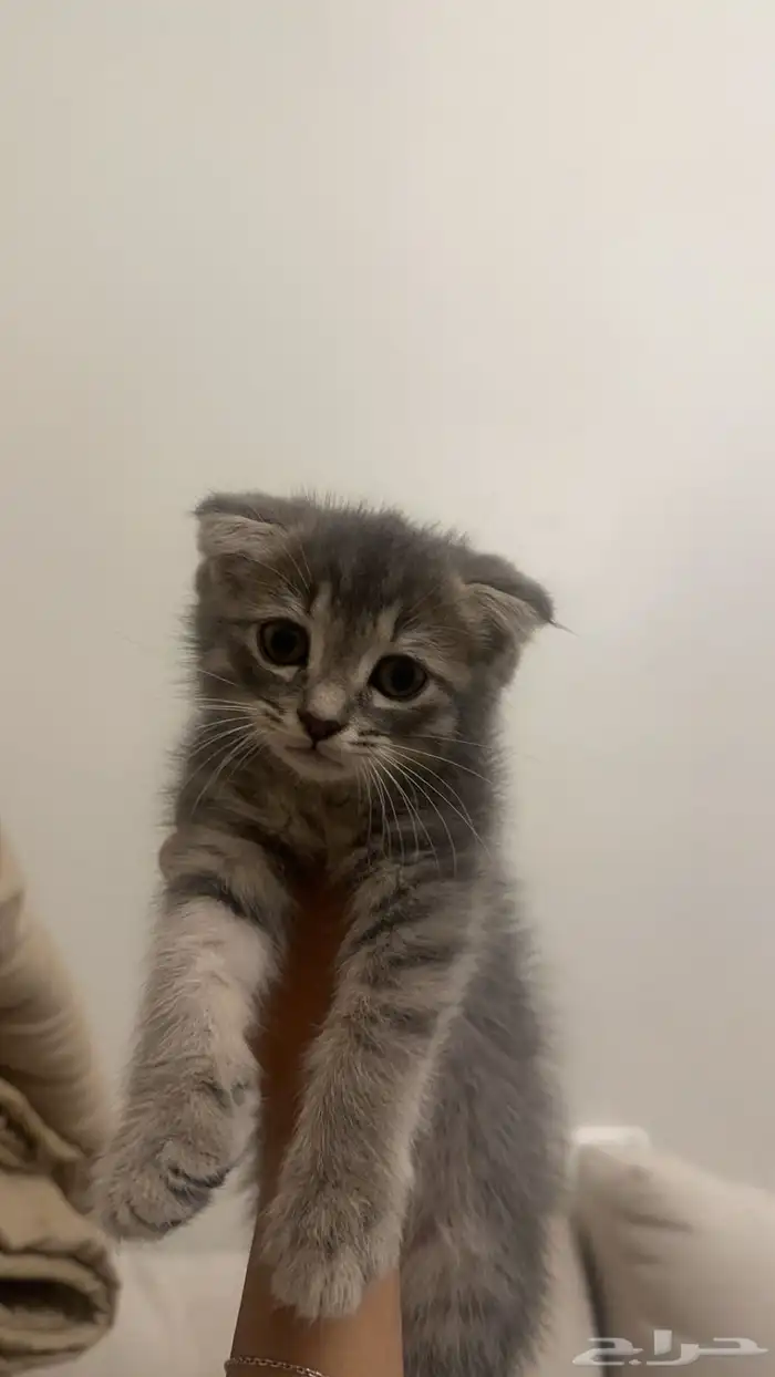 كيتن سكوتش فولد 6