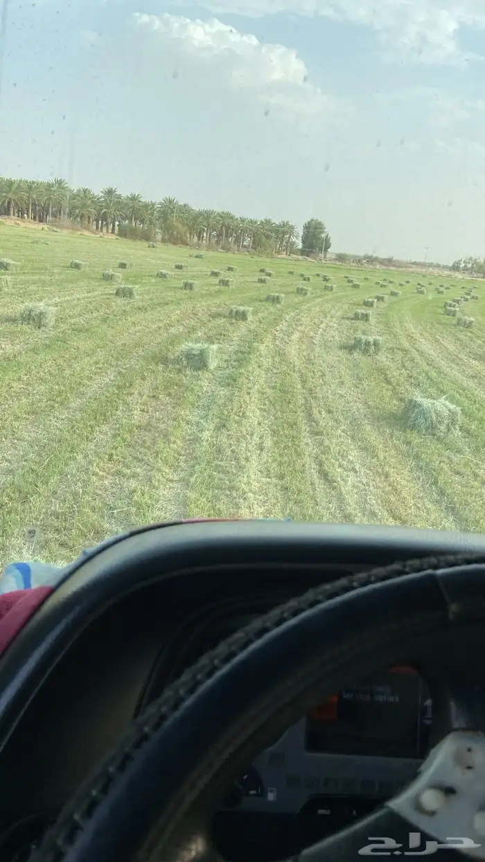 على طلب العميل برسيم رودس ذره نجم ت 2